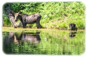 Moose love water lilies